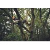 Motosierra STIHL MSA 190 T - Sistema AP
